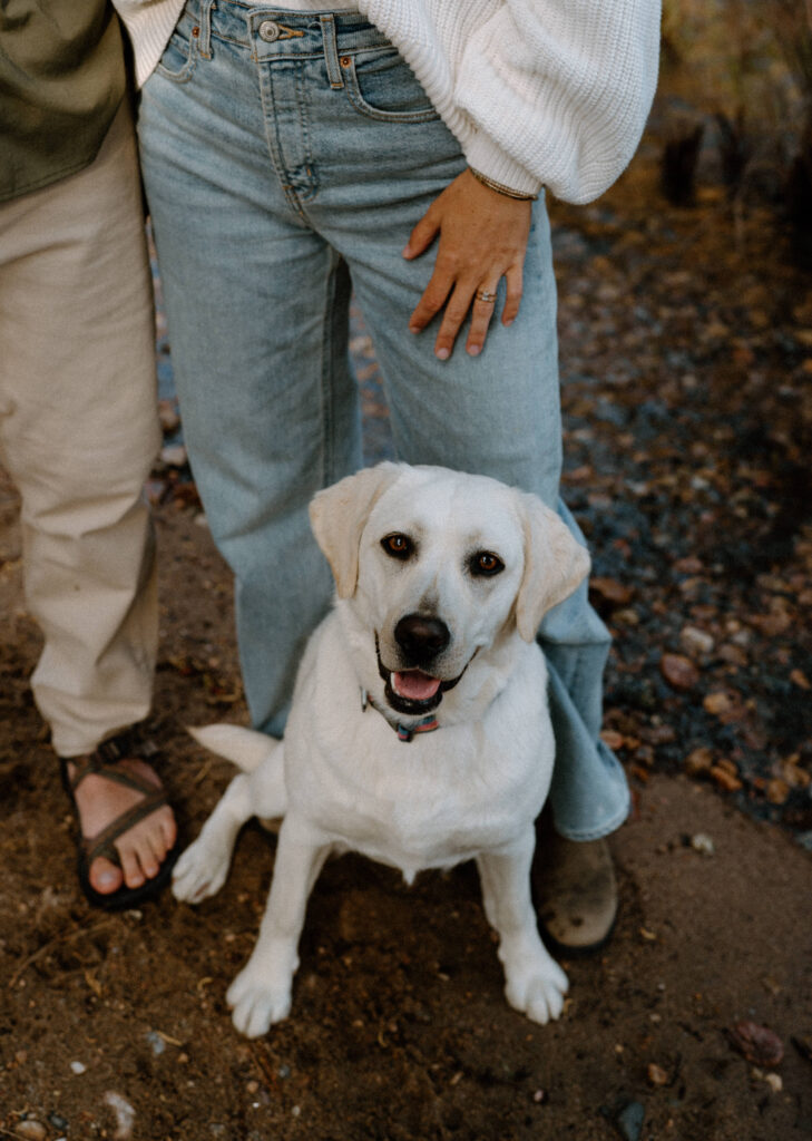 Dog smiling at the camera during engagement session at Poudre Canyon