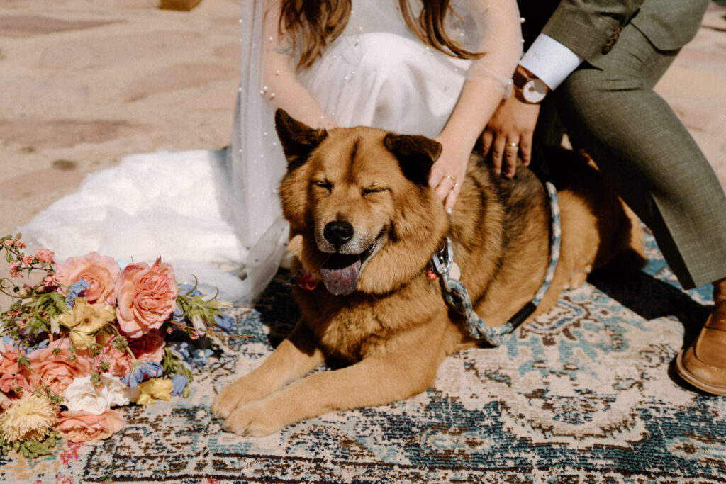 Couple's dog smiling on wedding day at Sunrise Amphitheater 