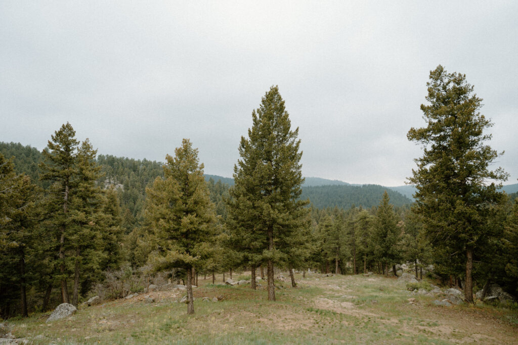 View of woodlands on wedding day